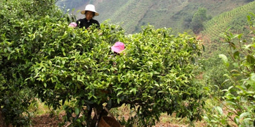 What Are Ancient Tea Trees?