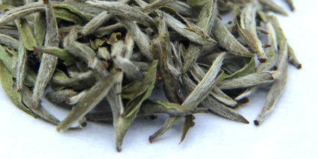 Fuding Silver Needles 银针 YinZhen White Tea